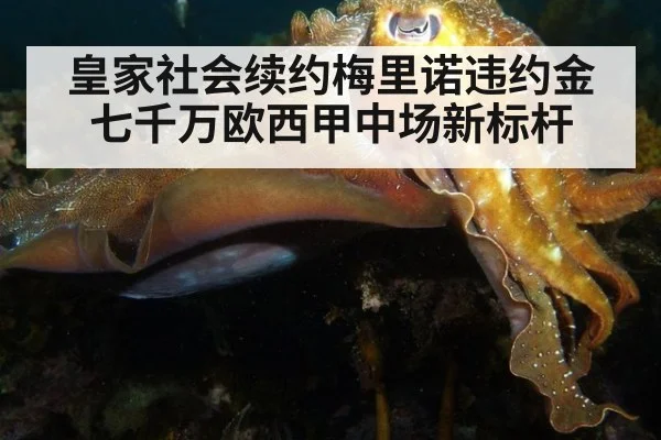 皇家社会续约梅里诺违约金七千万欧西甲中场新标杆